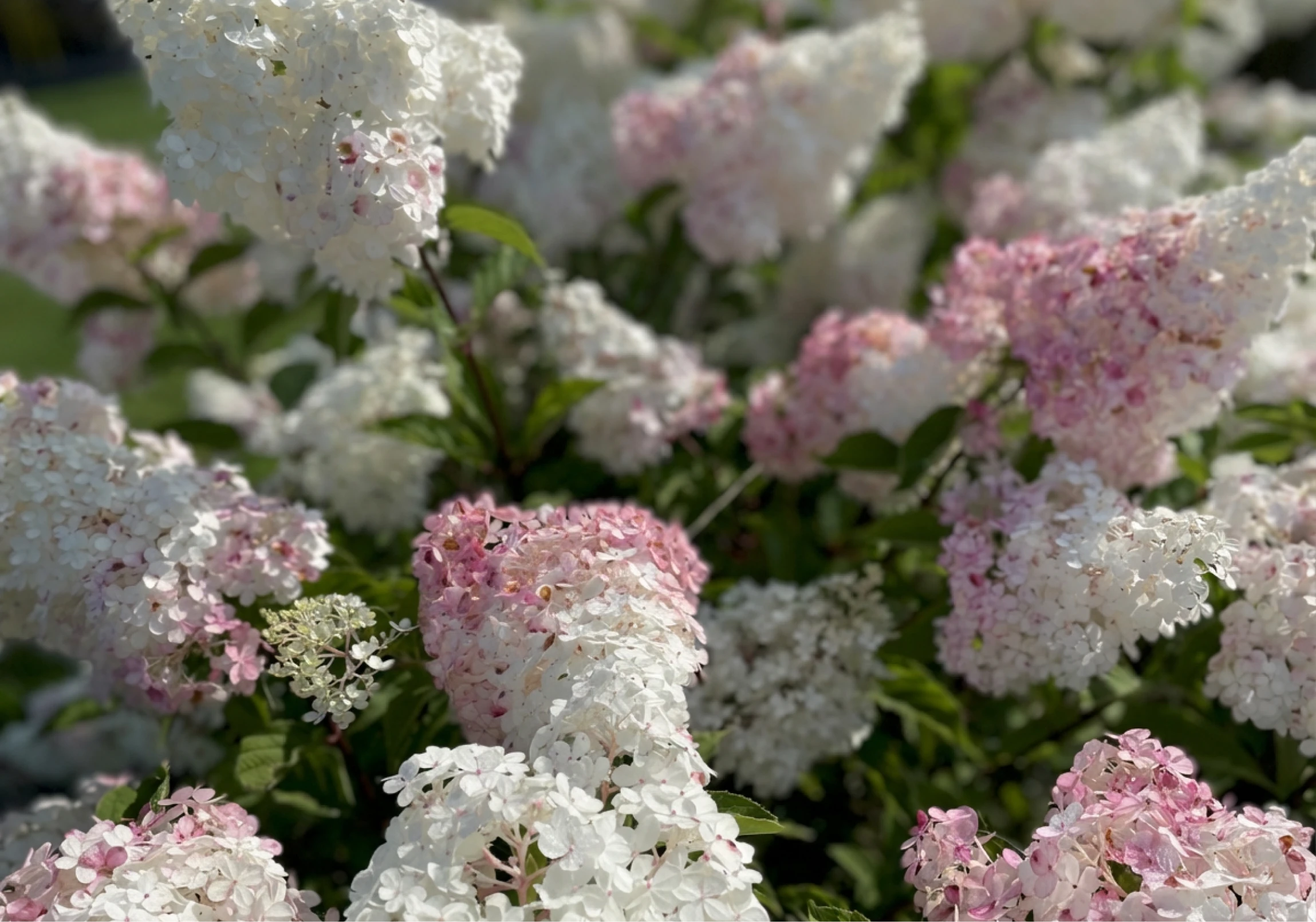 modern_minimalist_living_space_1